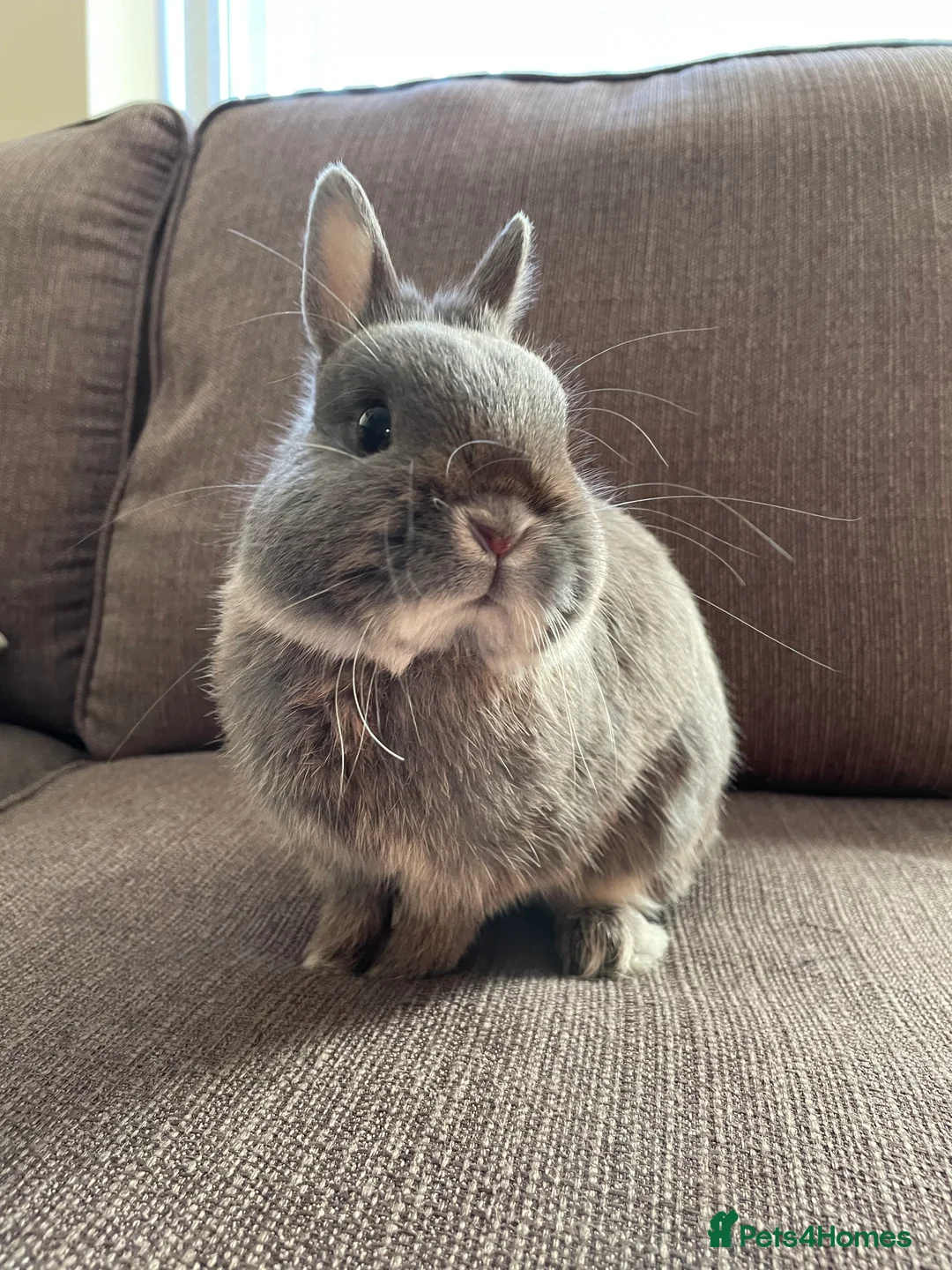 Netherland Dwarf rabbits for sale: Mini dwarf rabbit very friendly  - Advert 1