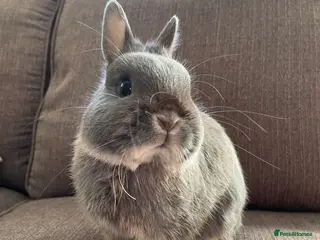 Netherland Dwarf rabbits Mini dwarf rabbit very friendly - Advert 6