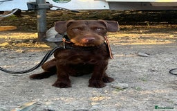 Mixed Breed dogs for sale: Cocker Dale pups - Image 2