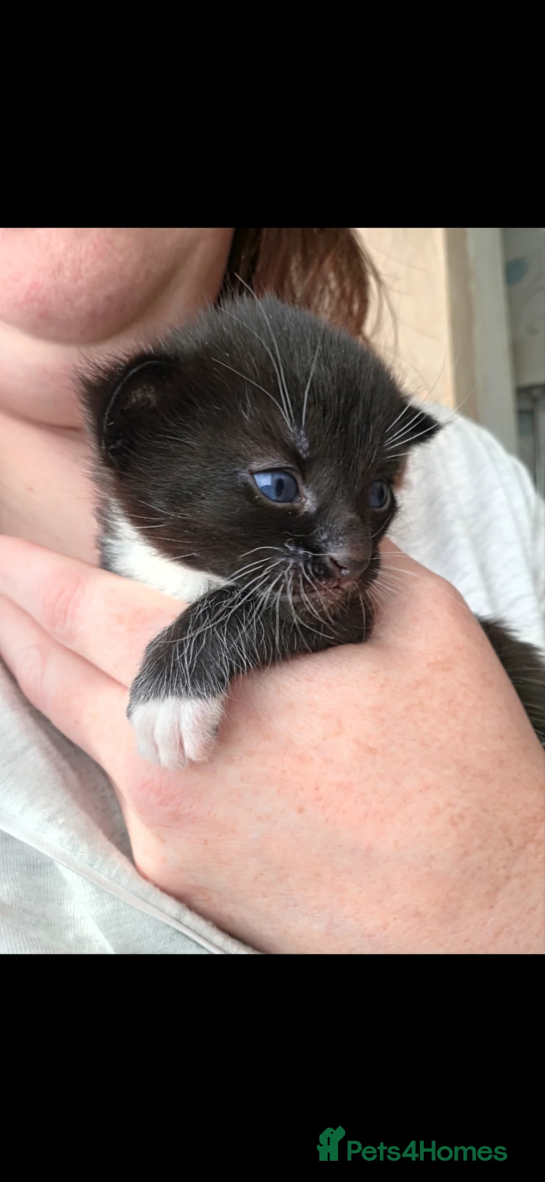 Mixed Breed cats for sale: Beautiful male kitten  in Prenton - Advert 4
