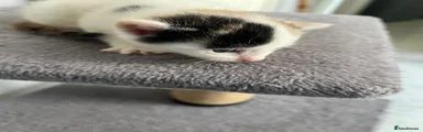 British Shorthair Kitten 2