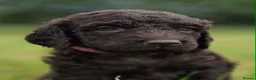 Irish Water Spaniel dogs for sale: Irish Water Spaniels  in Bishop Auckland - Advert 15