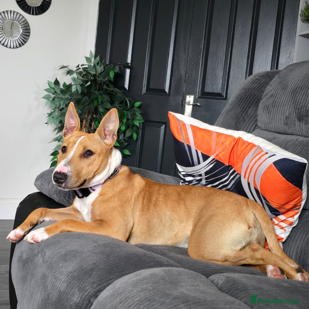 Mixed Breed dogs for sale: Dog for sale - Image 3