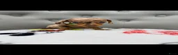 Miniature Dachshund dogs for sale: Miniature Dachshund in Nelson - Advert 15