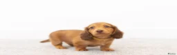 Miniature Dachshund dogs for sale: KC Longhaired Mini Dachshund puppies - Advert 12