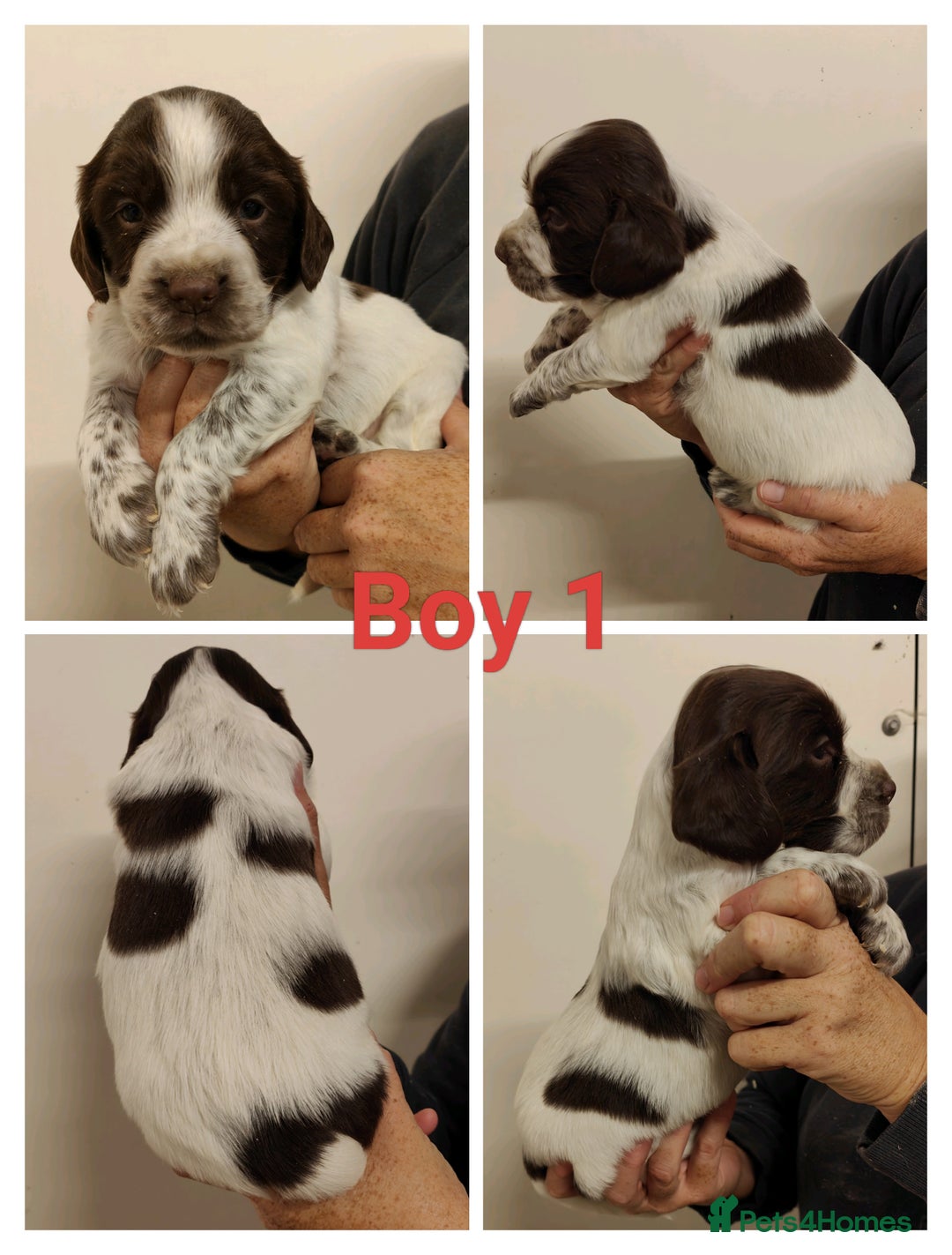 Sprocker dogs for sale: Lovely Sprocker Puppies  - Image 5