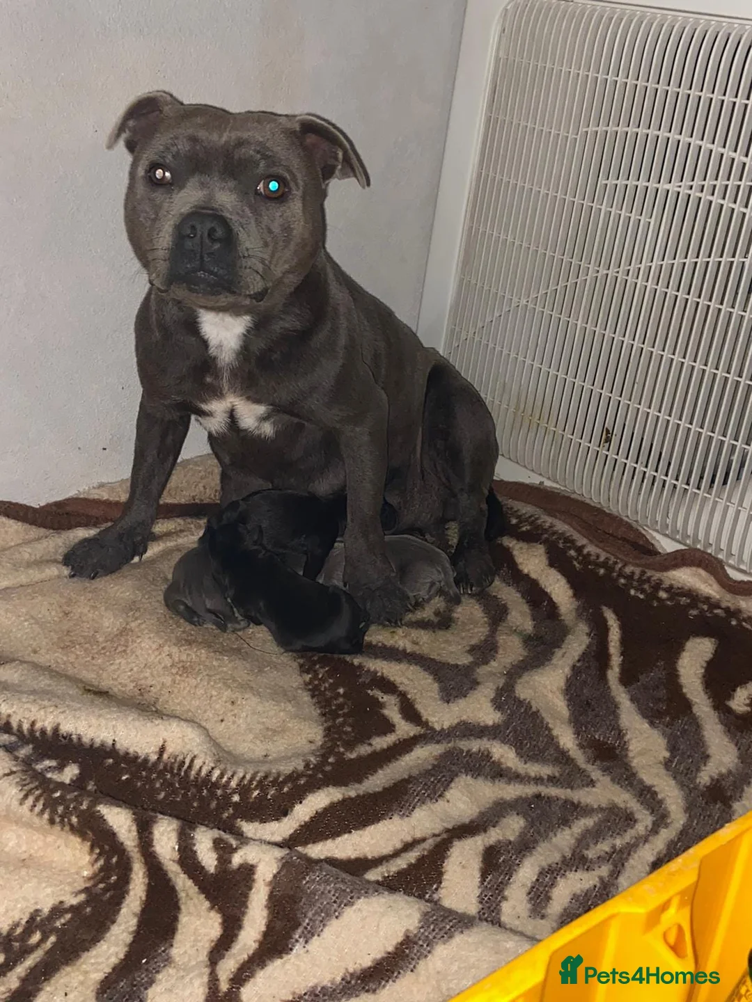 Staffordshire Bull Terrier dogs for stud: 🏆EXCLUSIVE GRAND CHAMPION BLACK BLUE GENE STUD🏆 in Basingstoke - Advert 4