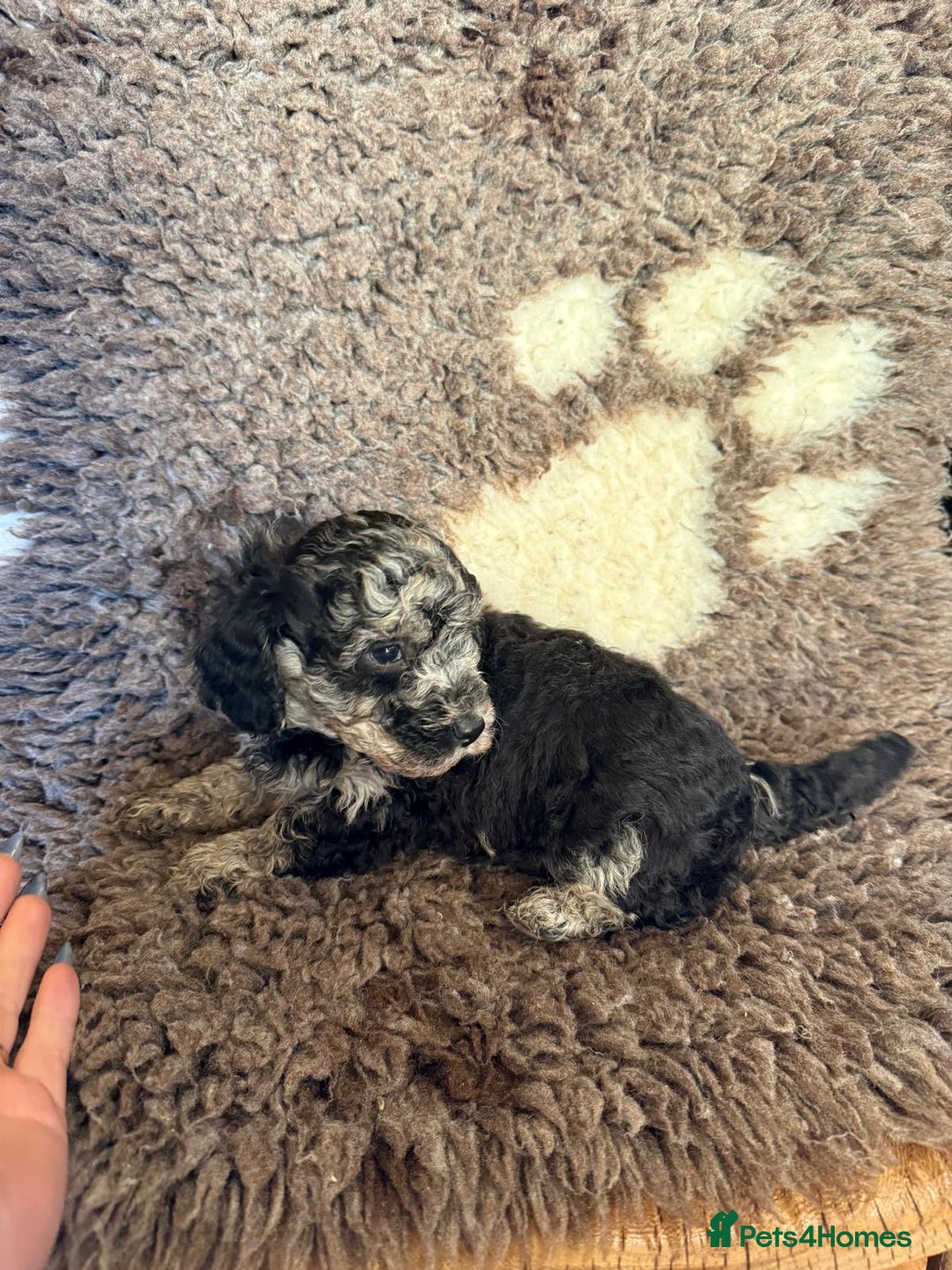 Toy Poodle dogs for sale: Exquisite Toy Poodle pups - Health tested parents - Advert 34