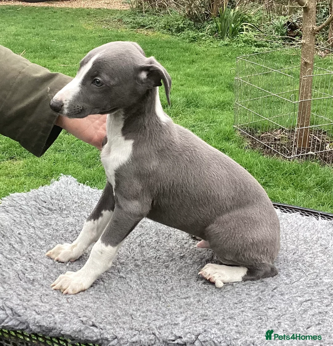 Whippet dogs for stud: KC Whippet at Stud. in Buckingham - Advert 6