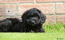Cavapoochon dogs for sale: Beautiful Cavapoochon puppies for sale - Image 9