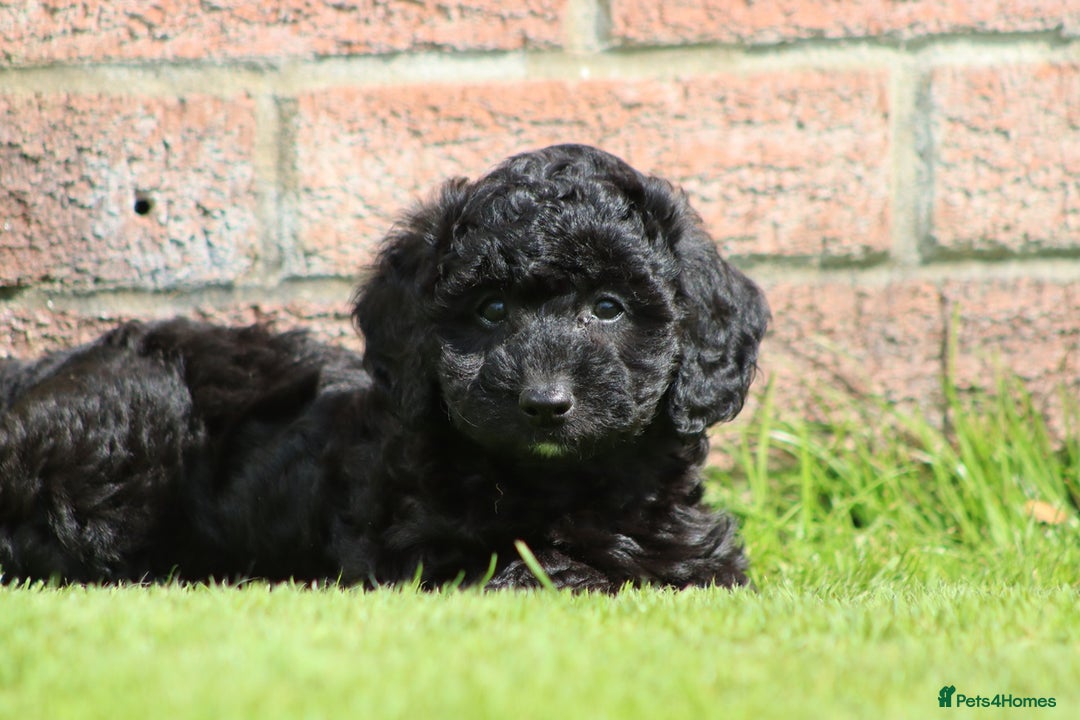 Cavapoochon dogs for sale: Beautiful Cavapoochon puppies for sale - Image 9