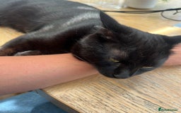 Mixed Breed cats for sale: Black Tom Cat  - Image 5