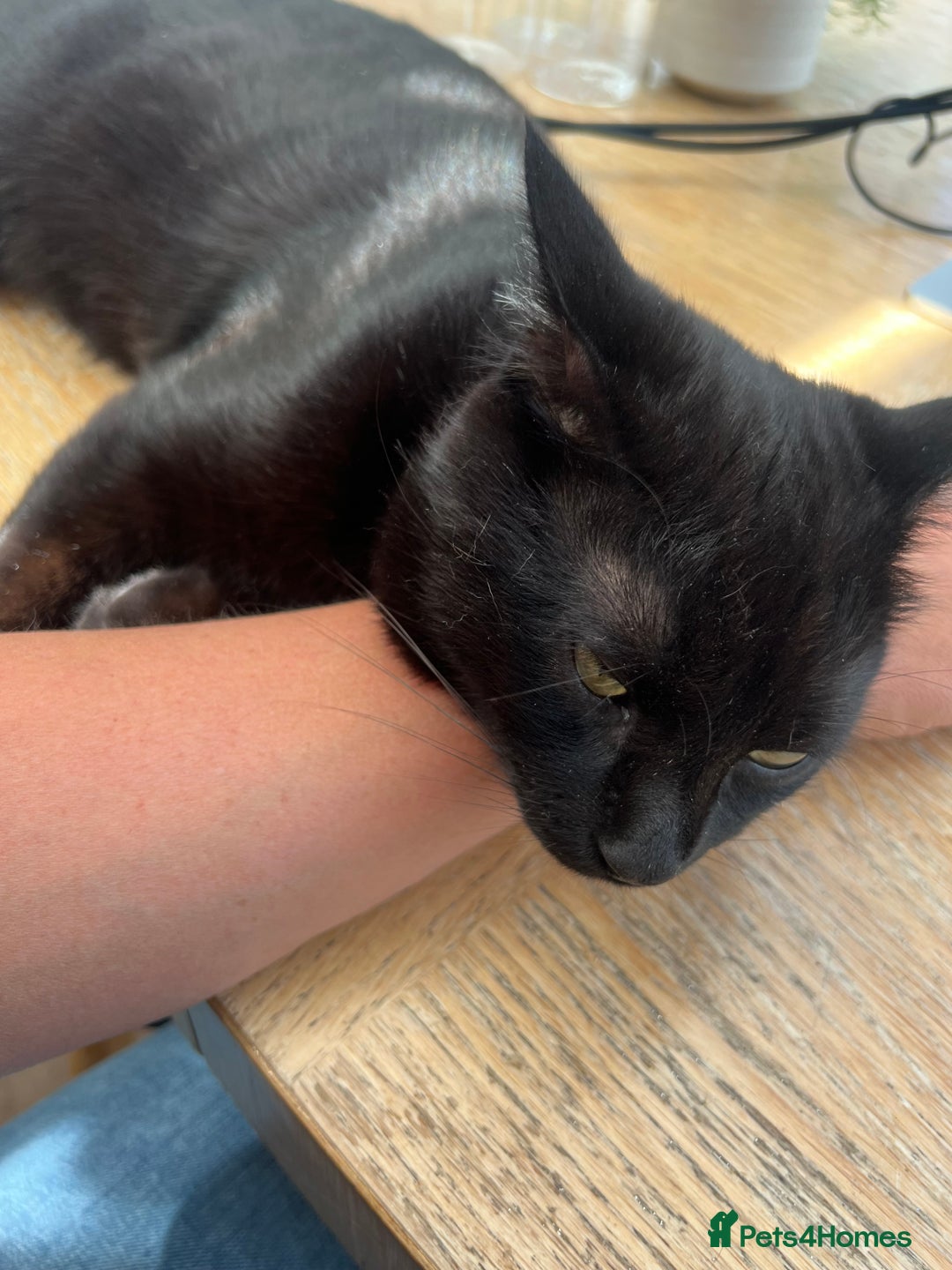 Mixed Breed cats for sale: Black Tom Cat  - Image 5