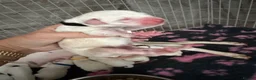 Dalmatian dogs for sale: 🏆🐾TOP QUALITY! BORN! 29th sep  🐾🏆 - Advert 9