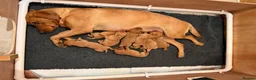 Labrador Retriever dogs for sale: Stunning litter of Fox Red Labrador puppies  - Advert 14