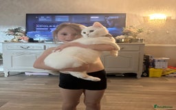 British Shorthair cats for sale: Ella 🩷 needing a new loving home  - Image 4