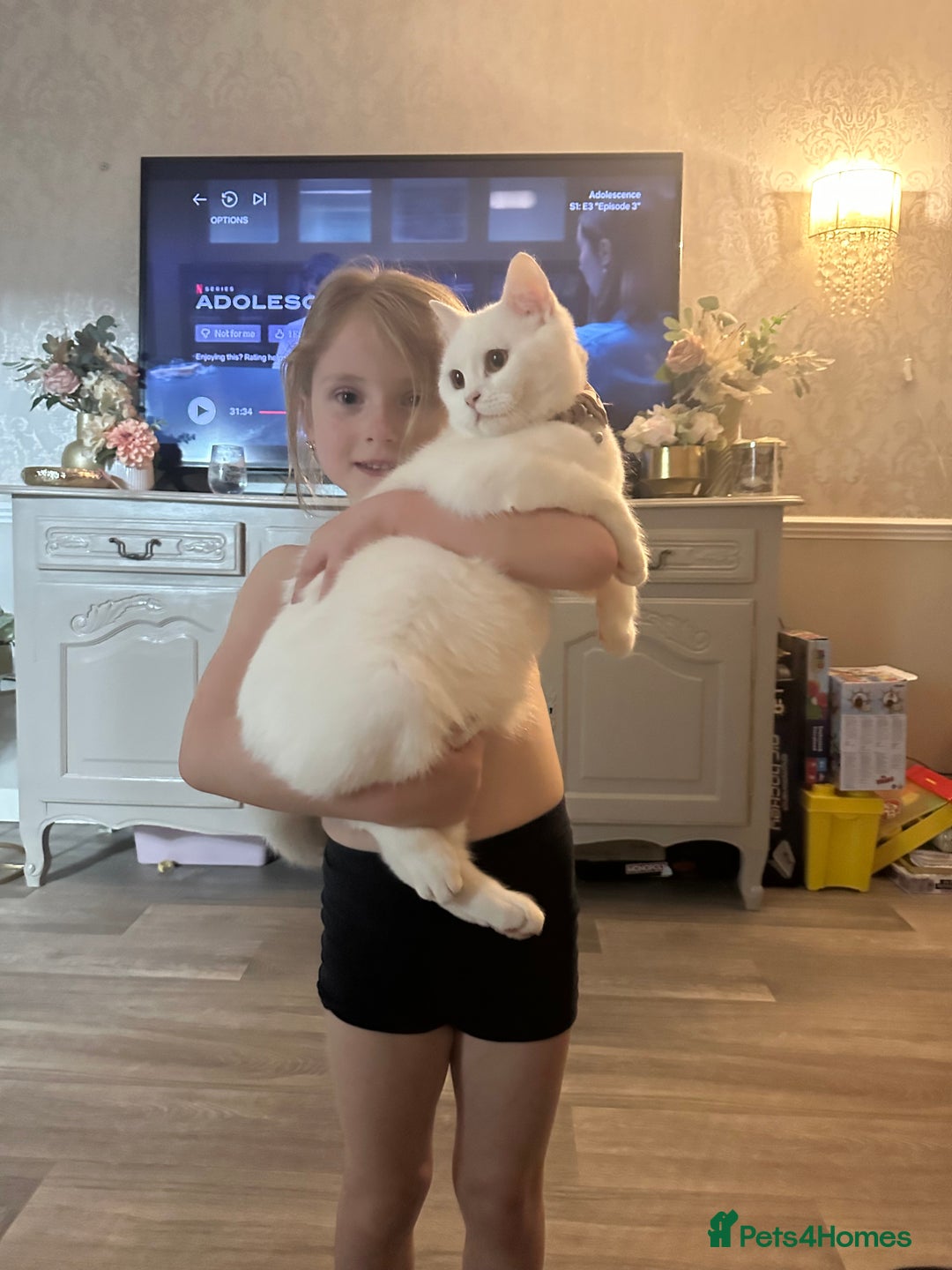 British Shorthair cats for sale: Ella 🩷 needing a new loving home  - Image 4
