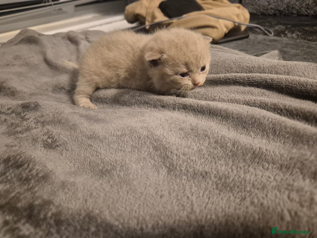 British Shorthair cats for sale: Adorable,chunky,champion lined british shorthairs! - Image 8