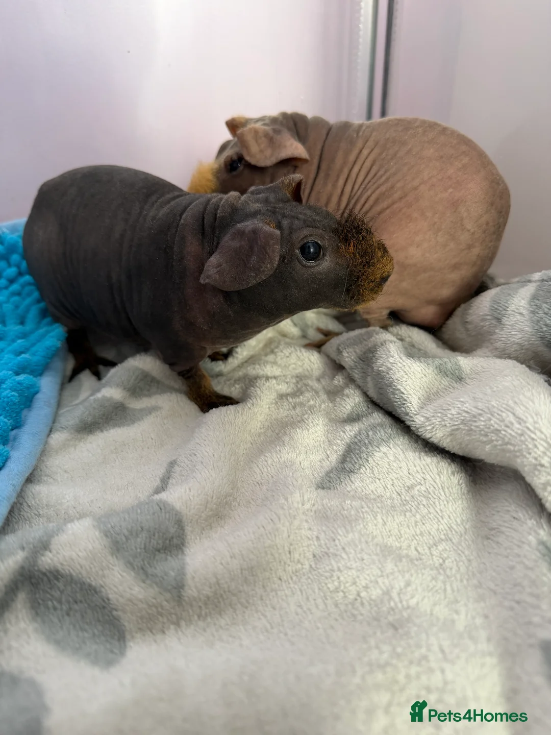 Guinea Pig rodents for sale: 2 male skinny pigs for sale  - Advert 7