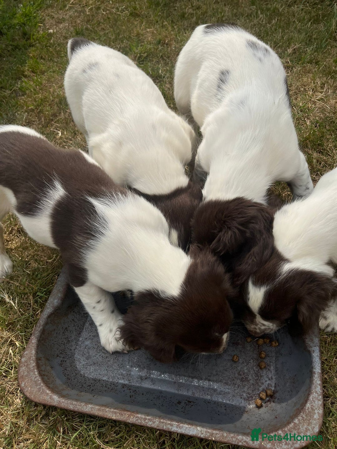 English Springer Spaniel dogs for sale: Pretty puppies with working parents ready now - Image 10