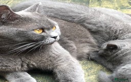 British Shorthair cats for sale: Adorable BSH Blue kittens  - Image 8