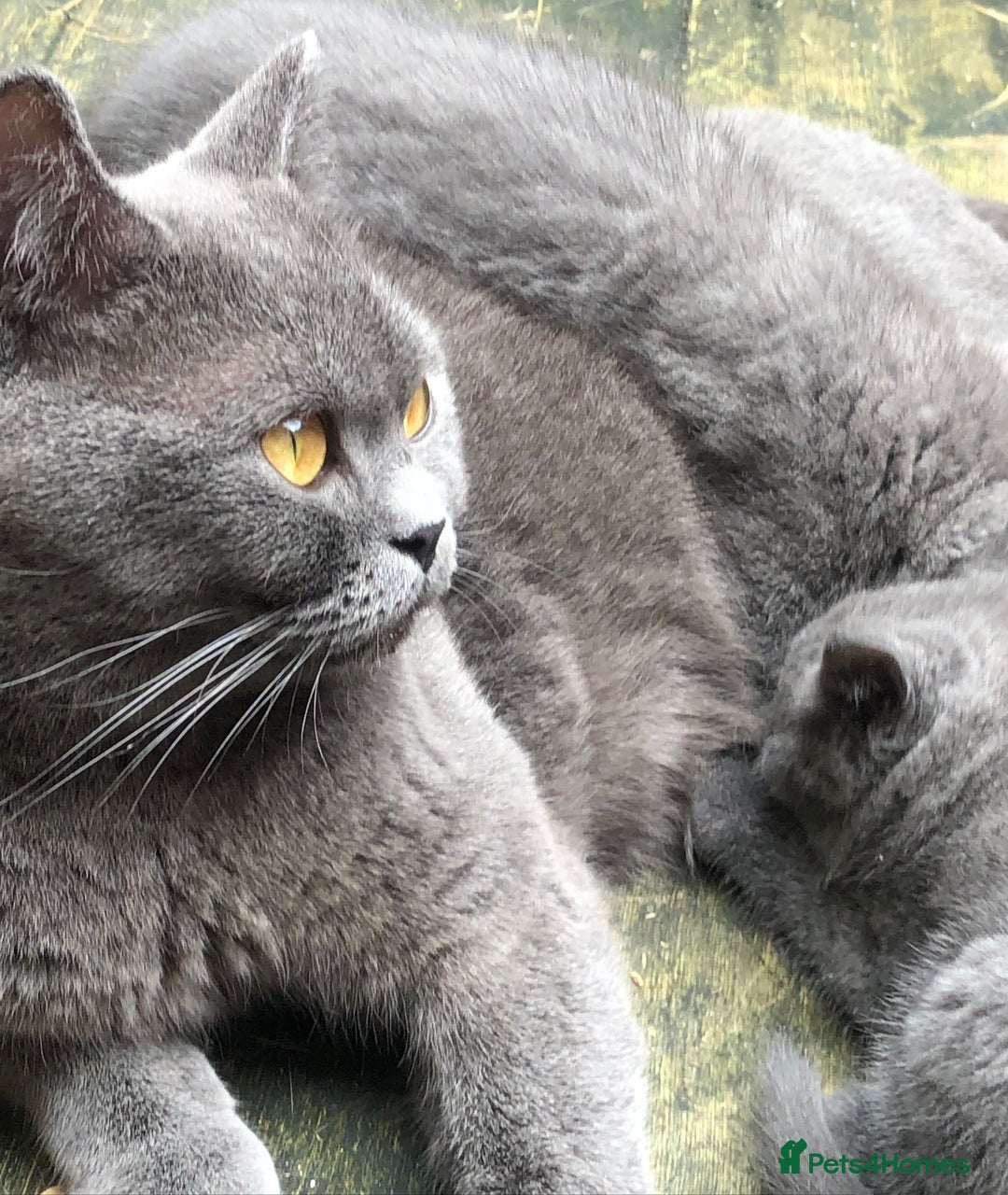 British Shorthair cats for sale: Adorable BSH Blue kittens  - Image 8
