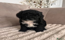 Sproodle dogs for sale: Sproodle puppies  - Image 26