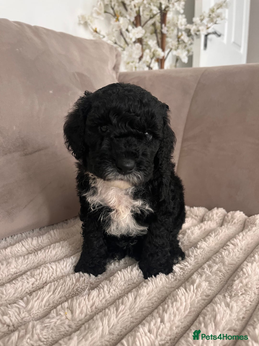 Sproodle dogs for sale: Sproodle puppies  - Image 26