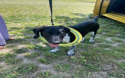Mixed Breed dogs for sale: 6 Month Pup - Image 2