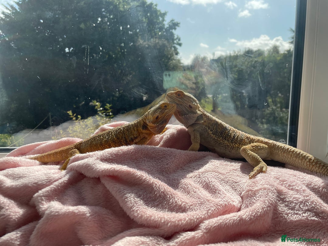 Bearded Dragon reptiles for sale: Baby Hypo Bearded Dragons - Image 11