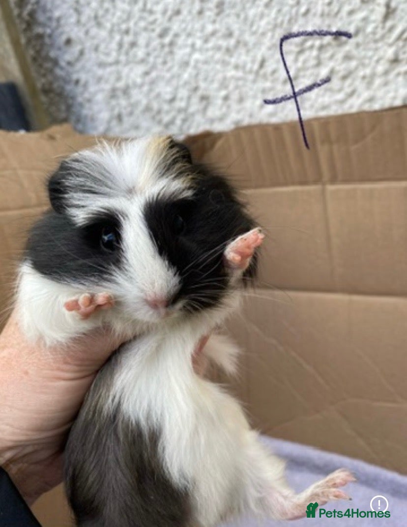 Guinea Pig rodents for sale: female Guinea pig - Advert 13