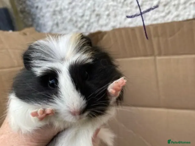 Guinea Pig rodents for sale: female Guinea pig - Advert 13