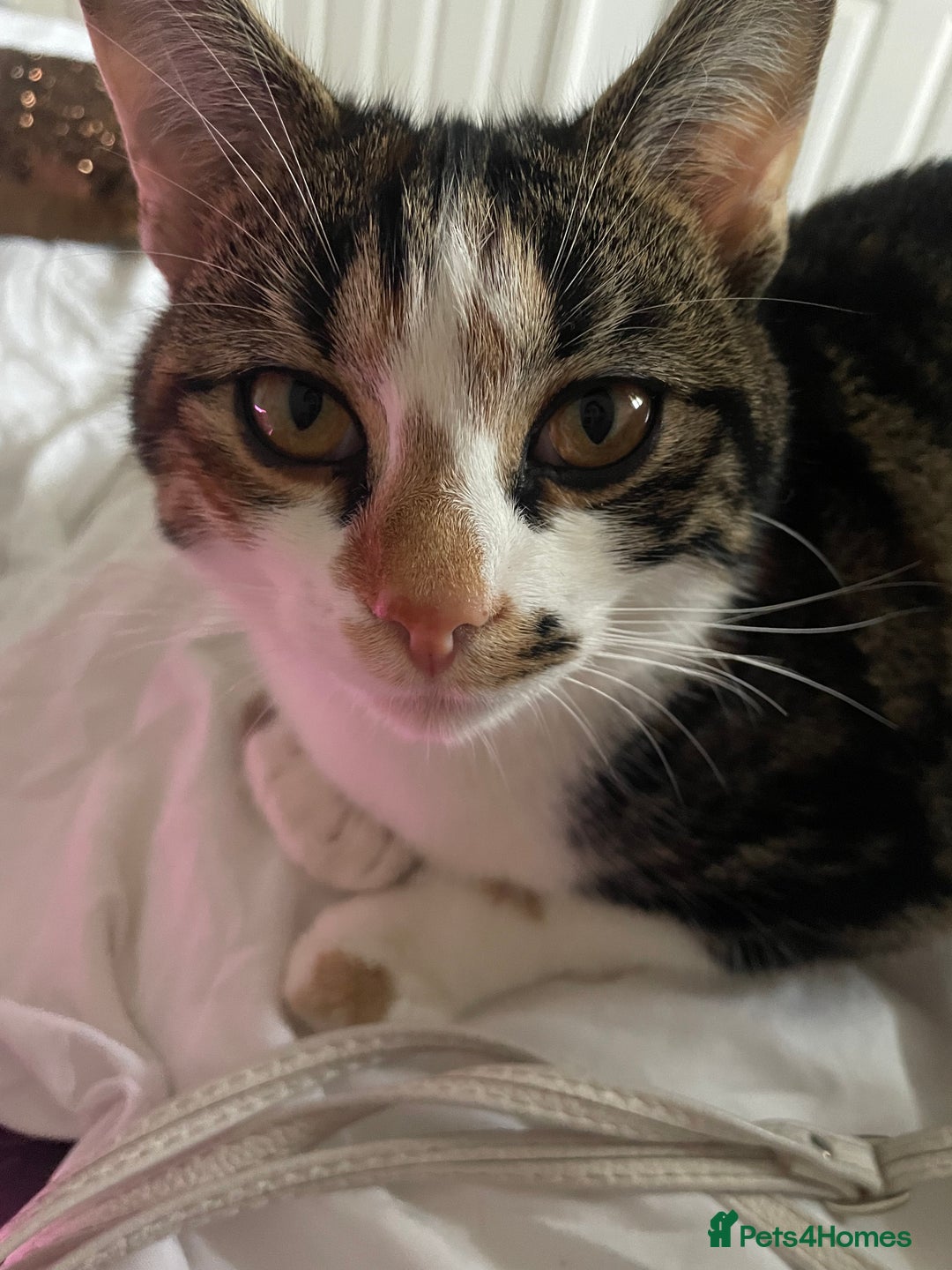 Mixed Breed cats for sale: Gorgeous mixed breed bengal and calico kittens - Advert 2