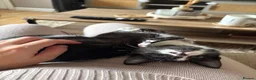 Mixed Breed cats for sale: Kitten rehoming  - Advert 6