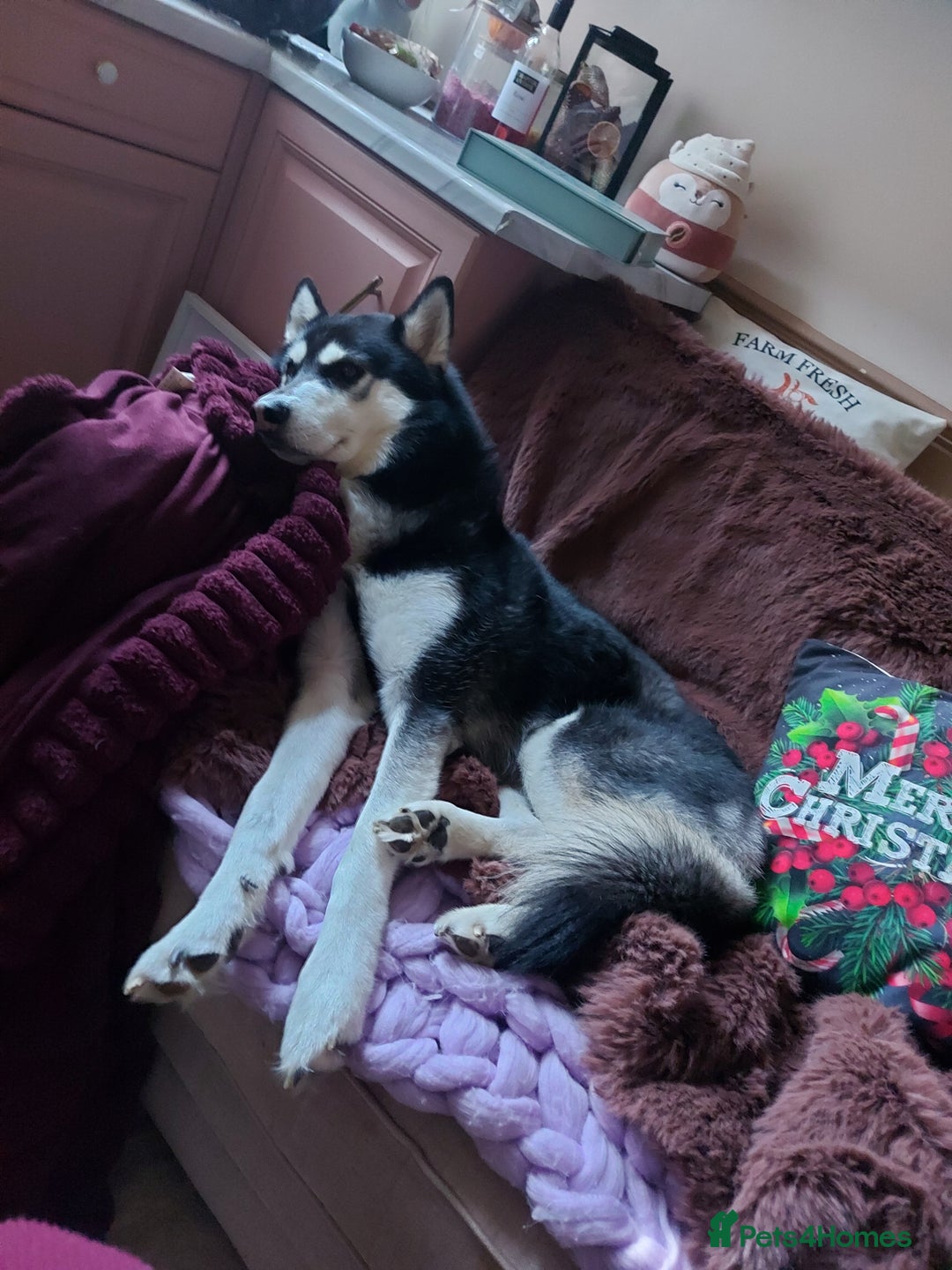 Siberian Husky dogs for stud: Shiloh, siberian husky for stud - Advert 2