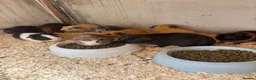 Guinea Pig rodents for sale: Baby guinea pigs  - Advert 21
