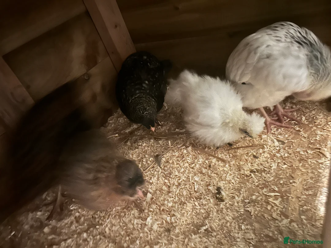 Mixed Breed birds for sale: 6 mixed breed chicks suspected all to be female  - Advert 3