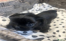 Shih Tzu dogs for sale: Litter of 5 Shih tzu puppys - Image 10