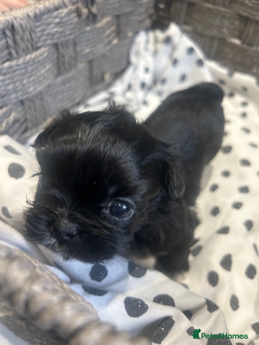 Shih Tzu dogs for sale: Litter of 5 Shih tzu puppys - Image 10