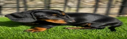 Miniature Dachshund dogs for sale: Beautiful Miniature Dachshund Puppy -KC Registered in Romford - Advert 3