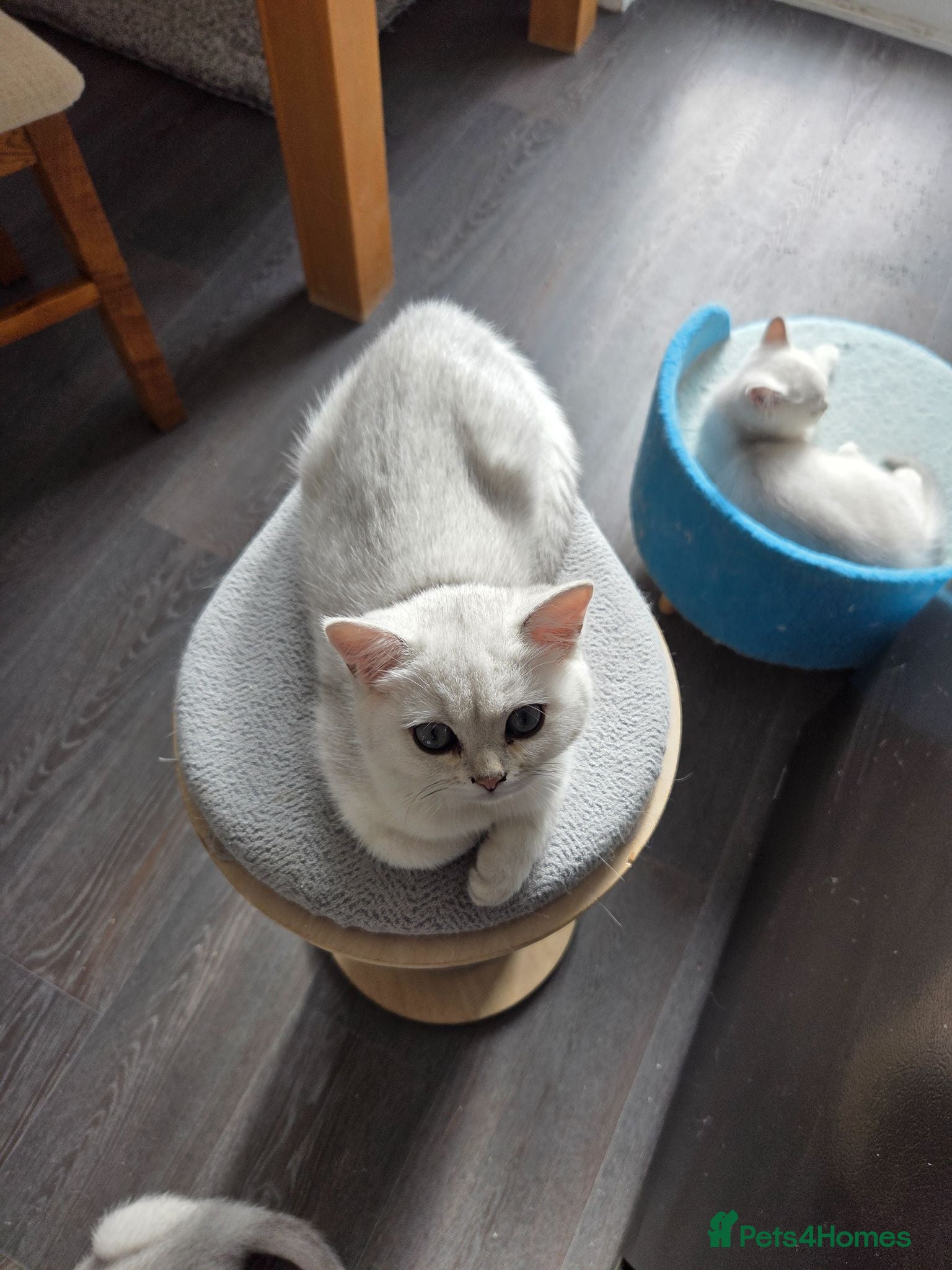 British Shorthair cats 🐱 British Shorthair Kittens for Sale 🐱 - Advert 2