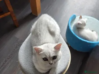British Shorthair cats 🐱 British Shorthair Kittens for Sale 🐱 - Advert 2