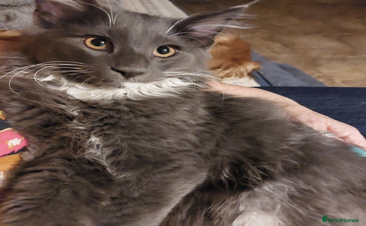 Norwegian Forest Cat cats - Advert 1