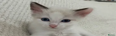 Ragdoll 3