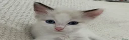 Ragdoll cats for sale: Seal Point & Lilac Bicolour Ragdoll Kittens - Advert 10