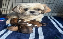 Shih Tzu dogs for sale: NEW Beautiful shih tzu puppies!!  - Image 13
