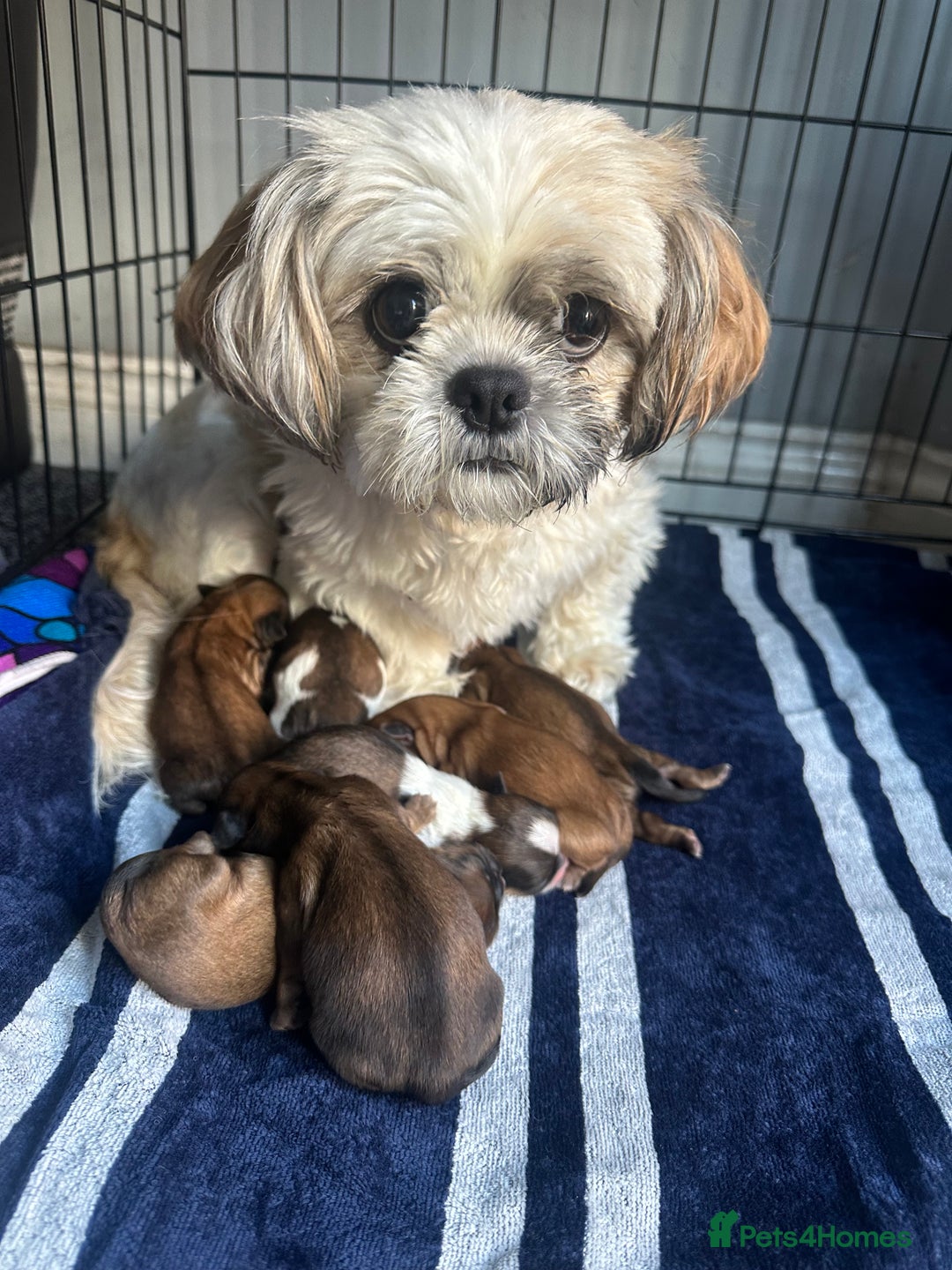 Shih Tzu dogs for sale: NEW Beautiful shih tzu puppies!!  - Image 13