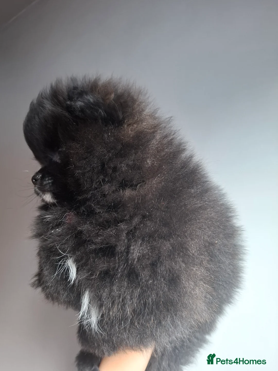 Pomeranian dogs for sale: Ready to travel to new home 🏡  - Advert 10