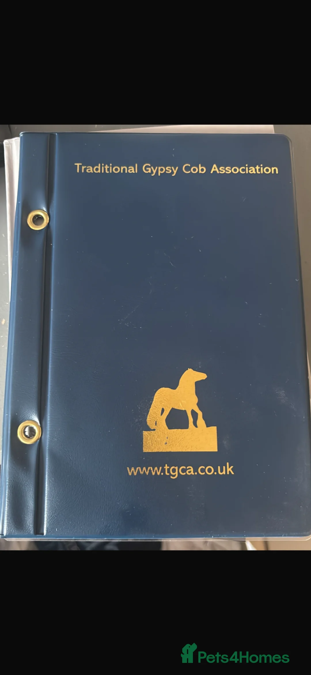 Irish Cob horses for sale: 13.2 piebald cob in Kidderminster - Advert 8