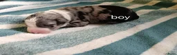 Border Collie dogs for sale: Border collie pups - Advert 17